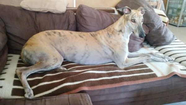 Lola unser Greyhound-Mädchen